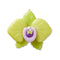 Meta Jelly Yellow Floral Unisex Multi Jibbitz
